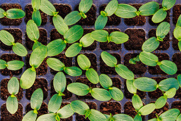 Cucumber seedlings sprout Young green seedlings for planting