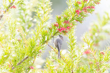 Bird in the Garden