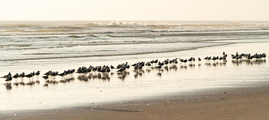 Laughing Gulls hunting mollusks in the early morning surf at Daytona Beach Florida.