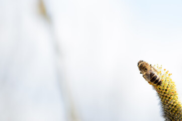 Fototapeta pszczoła na kwiecie wierzby obraz