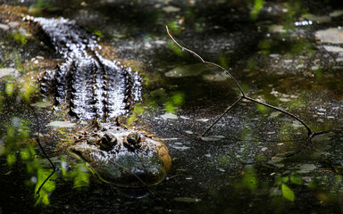 Alligator Lurking