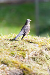 Robin