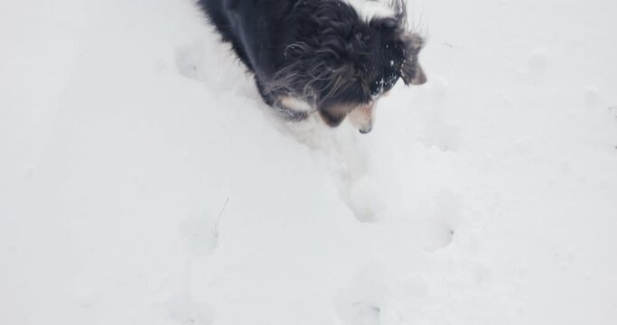 Owner Kicks Ball To His Collie Dog Playing In The Snow POV Close Up