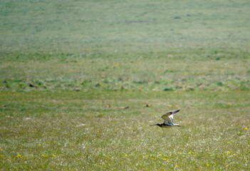 Obraz na płótnie Canvas a spring curlew in low level flight over meadow on Salisbury Plain military exercise grounds Wiltshire 