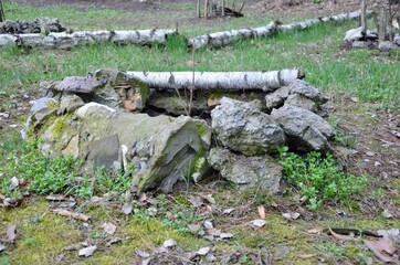 Obraz premium Sprout of a young tree, protected by stones and branches in the forest.