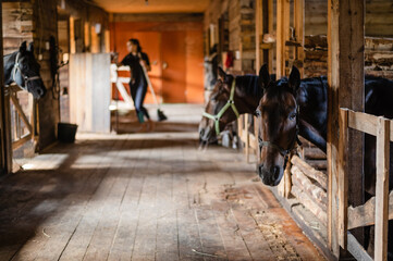 Fototapeta na wymiar In the wooden stable, the horses stand in their stalls and wait to be fed