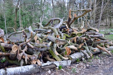 Large branches cut down from a tree, stacked in the forest. Branches for heating. Dry branches. A large pile of cut branches.
