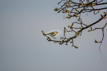 Yellow-browed Warbler (Phylloscopus inornatus) adult on a sycamore tree in April
