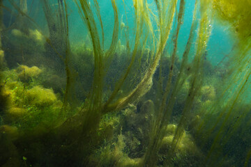 Chlorophyta algae covering the bottom of a freshwater lake