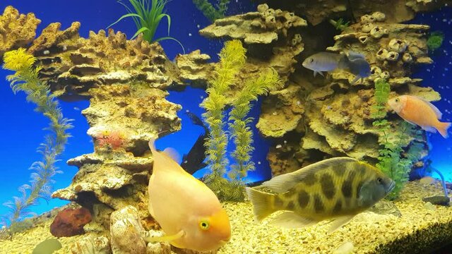 Beautiful freshwater aquarium with green plants and many fish over blue background. Freshwater aquarium with a large flock of fish. Aquarium landscape with white pebble. Aqua space.