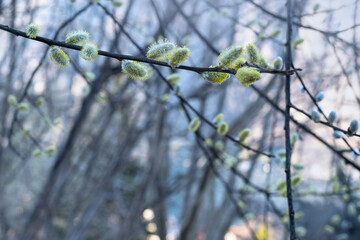Goat willow, pussy willow, great sallow (Salix caprea) close up of flowering yellow male catkins in spring