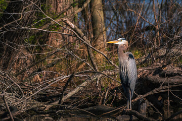 great blue heron