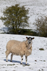 Sheep (North Country Mule) in winter in a snow covered field, North Yorkshire, United Kingdom