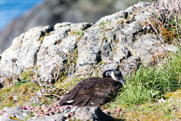 Canada Goose