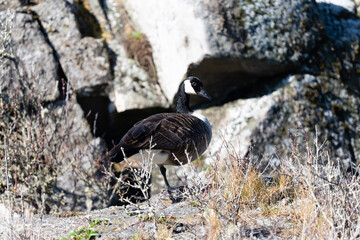 Canada Goose