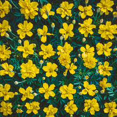 Yellow flowers background
