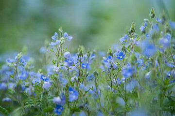 Wild forest tiny blue flowers on meadow. Veronica (Germander, Speedwell) flowers