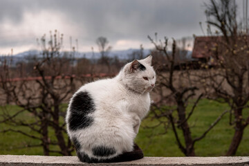 Cat on the wall in a front of tree