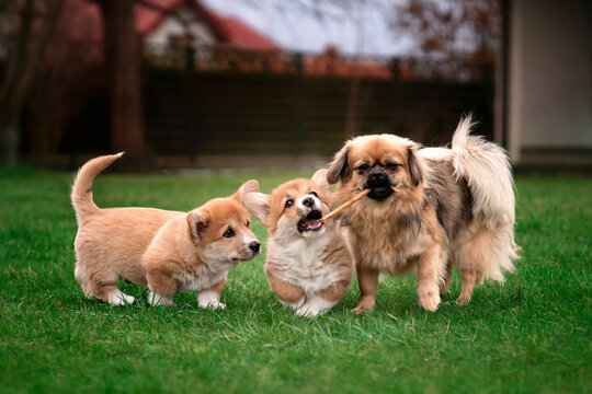 Fototapeta Spaniel tybetański bawi się ze szczeniakami corgi