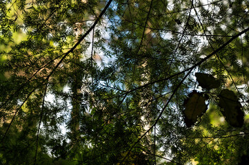 sun shining through trees