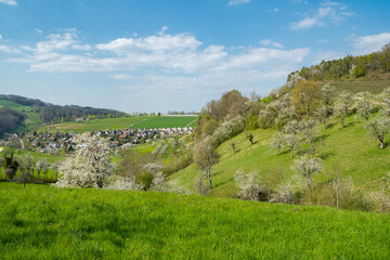Fototapeta na wymiar Spring meadows and fields landscape in Switzerland. Blooming cherry trees. Awakening nature