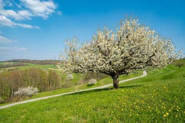Blooming cherry tree in early spring on meadow on a background of blue sky. Bright spring day

