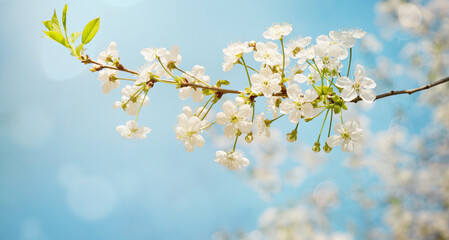 Beautiful white cherry blossoms on blue sky Background