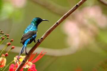 Souimanga à Longue Queue - Beautiful Sunbird (nectarinia pulchella)