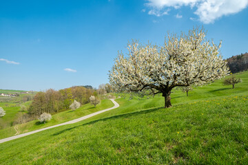 Blooming cherry tree in early spring on meadow on a background of blue sky. Bright spring day