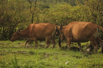 cows in the meadow