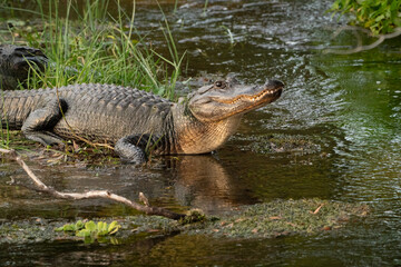 Wild American Alligators at Orlando Wetlands in Cape Canaveral Florida.