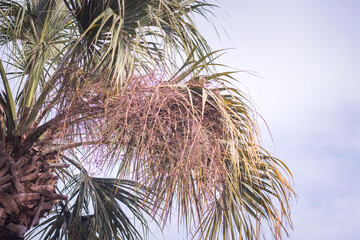 Naklejka premium Palm Tree in the Sun