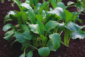 mustard greens that start flowering in the garden