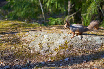 Squirrel on a stone in the sun in the woods
