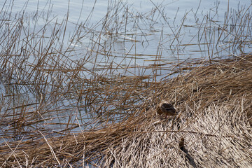 Duck on a dry plant on spring on the coast of Finland