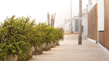Calle con plantas y neblina