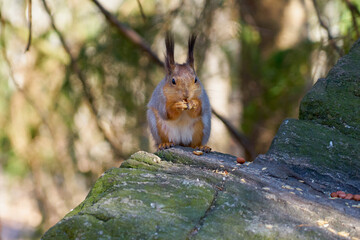 Naklejka na ściany i meble Squirrel sits in the sun on a stone and eats a nut