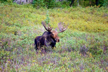 moose in the willows