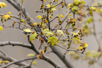 plane tree bud and branches, burgeon, small leaves,