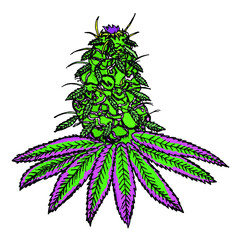 Ganja leaf and flower for medication and recreation. vector illustration - 428691163