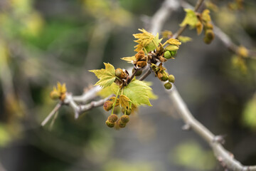 plane tree bud and branches, burgeon, small leaves,