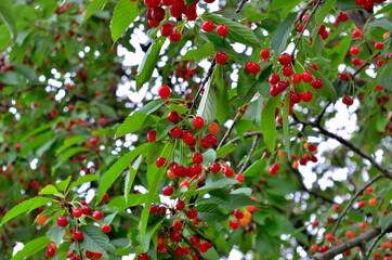 Obraz premium Red sweet cherries ripen in the garden. Harvest berries in the summer season