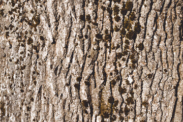 Background texture. Surface of tree bark with moss in sunlight. Copy space