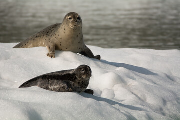 Seal mother & young pup