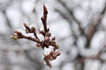 Buds break on a plum tree with snow covered branches
