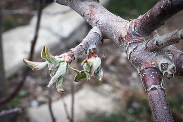 Tiny leaves break buds on an apple tree