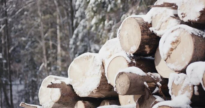 Timber logs stack winter season forestry snowy close up in forest
