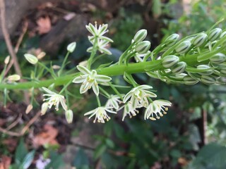 pequeñas flores blancas