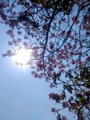 cherry blossom in spring