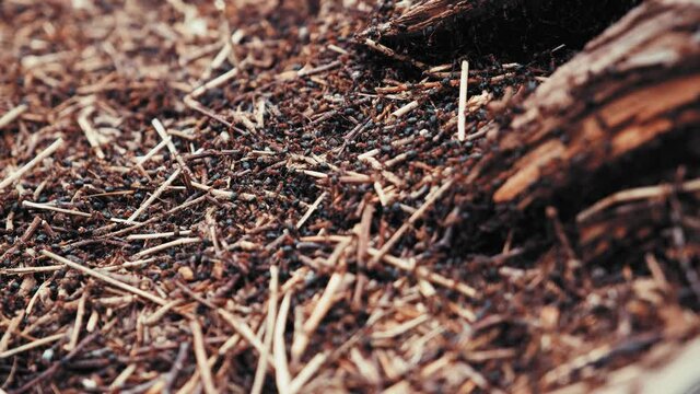 Swarm of Black Ants Insects Cooperating while Building an Ant Colony Hive Nest
